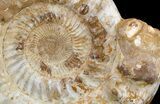 Jurassic Ammonite Fossil - Madagascar #51856-2